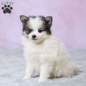 Sandy, Pomeranian Puppy
